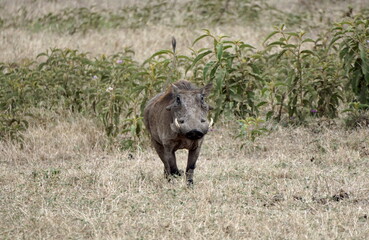 warthog in the serengeti savanna