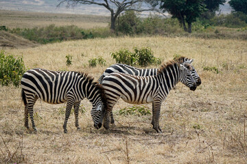 zebra in the serengeti park