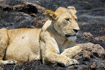 male and female lion lying in the savanna gras