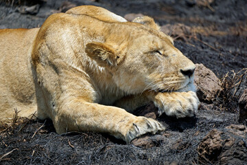 male and female lion lying in the savanna gras