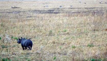 rhino in the serengeti savanna