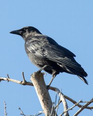 Crow