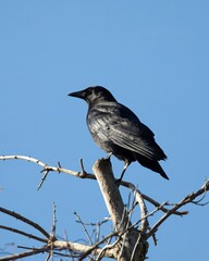 Crow