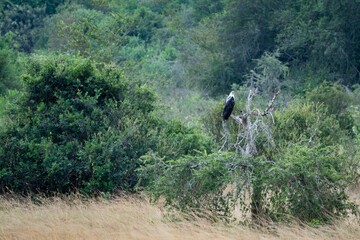 Obraz premium The fish eagle is perched gracefully on a tree branch, Akagera National Park