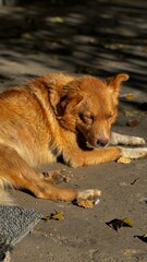 A sleepy brown dog lies on a sunlit path surrounded by fallen leaves in a peaceful outdoor