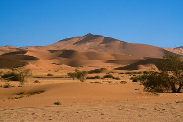 Beautiful landscape with red sand dunes and some trees in Deadvlei desert in Namibia