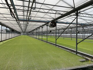 Obraz premium Growing fruit seedlings in a greenhouse