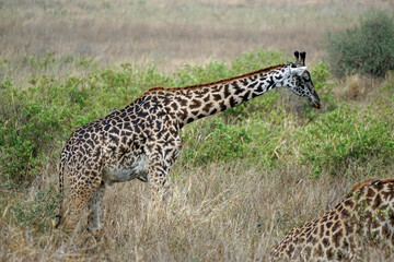 giraffe in the serengeti park