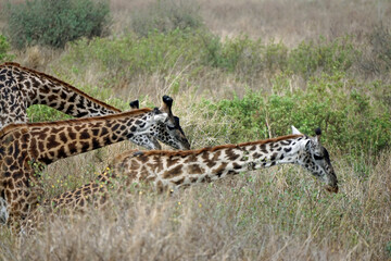 giraffe in the serengeti park