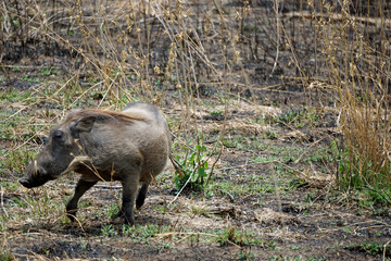 warthog in the serengeti savanna