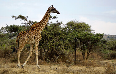 giraffe in the serengeti park