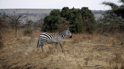 zebra in the serengeti park