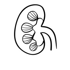 Human Organs and Anatomy Related Objects and Elements. Hand Drawn Vector Doodle Illustration