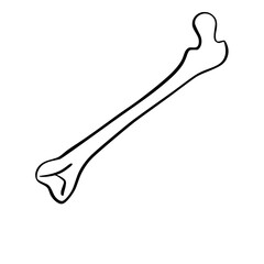 Human Organs and Anatomy Related Objects and Elements. Hand Drawn Vector Doodle Illustration