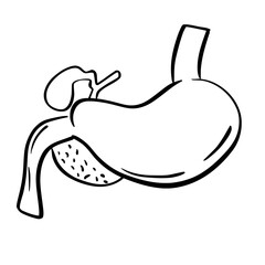 Human Organs and Anatomy Related Objects and Elements. Hand Drawn Vector Doodle Illustration