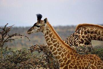 giraffe in the serengeti park