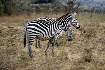 zebra in the serengeti park