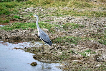 grey heron in the serengeti