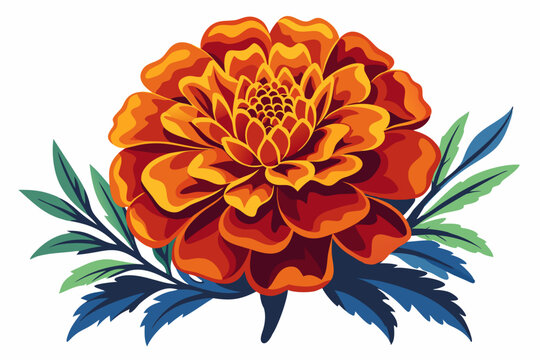  Beautiful merigold vector art illustration