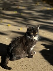 A lonely black and gray cat sitting on a sunlit path surrounded by autumn leaves 