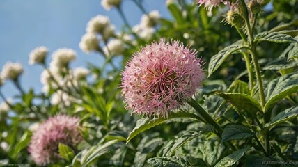 Thistle Flower in Full Bloom &ndash; Wild Beauty and Vibrant Colors in Nature