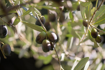 Olives for oil production ripening on the tree