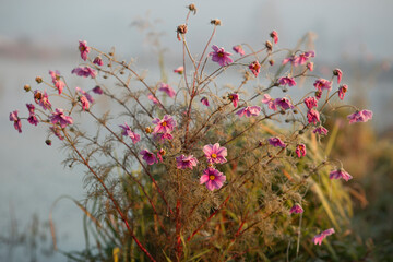 Różowe kwiaty - Kosmosy. © mycatherina