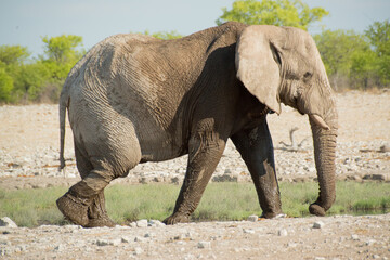 Fototapeta premium African elephant in the wild