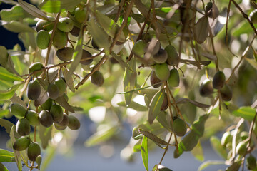 Olives for oil production ripening on the tree