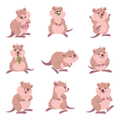 Funny quokka. Cute fluffy quokka in different poses, eating jumping hold leaf and hug baby. Australian tiny animal, nowaday vector characters