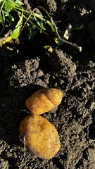 Freshly harvested potatoes lying in rich, dark soil under a clear sky during the farming hours
