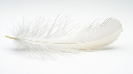 Fototapeta premium Single white feather isolated. Perfect for adding a touch of delicate beauty to your design.