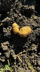 Freshly harvested potatoes emerge from rich soil on a sunny day in a rural garden