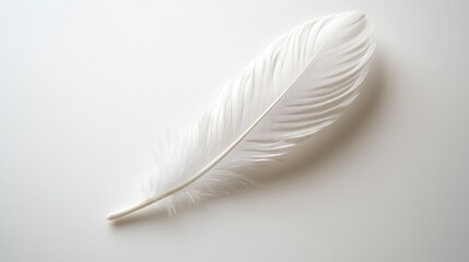 Single white feather on white background. Perfect for designs that need a soft, delicate feel.