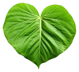 PNG Green lea leaf plant white background.