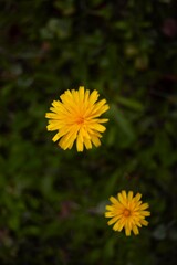 Hypochaeris radicata in Nagano, Japan