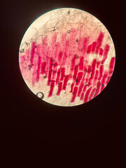 image of a red onion under the microscope