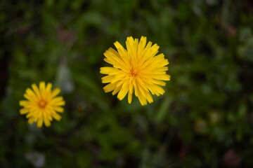 Hypochaeris radicata in Nagano, Japan