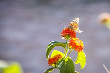 A butterfly over beautiful roses