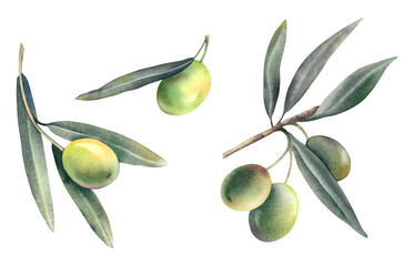 A set of olive branches with green ripe berries on a white background. Watercolor hand-painted illustration. Mediterranean fruits and berries. Botanical clipart for olive oil labels.