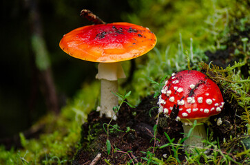 Close-up of two Amanita muscaria mushrooms with red caps in a forest in autumn