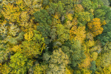 deciduous forest seen from a drone in early autumn