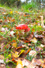 Red Amanita muscaria mushrooms in a forest in autumn, Fly Agaric