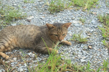 A male gray-white-faced stray cat lying in bed waiting for food in the morning, a poor cat abandoned by her owner - lonely in front of my house in the morning.	