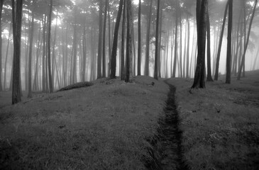 Naklejka premium Autumn Nature Black and White Grayscale Background