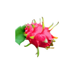 Hand drawn watercolor dragon fruit isolated on white background