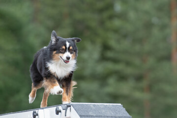 Miniature American Shepherd is running on the boom on a dog agility course