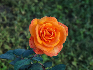 Hybrid tea rose. Orange rose isolated in garden.