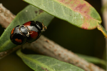 Two red and black ladybugs copulating