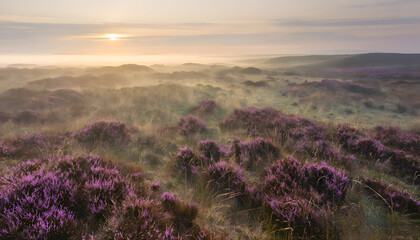 Fototapeta premium lavender field region